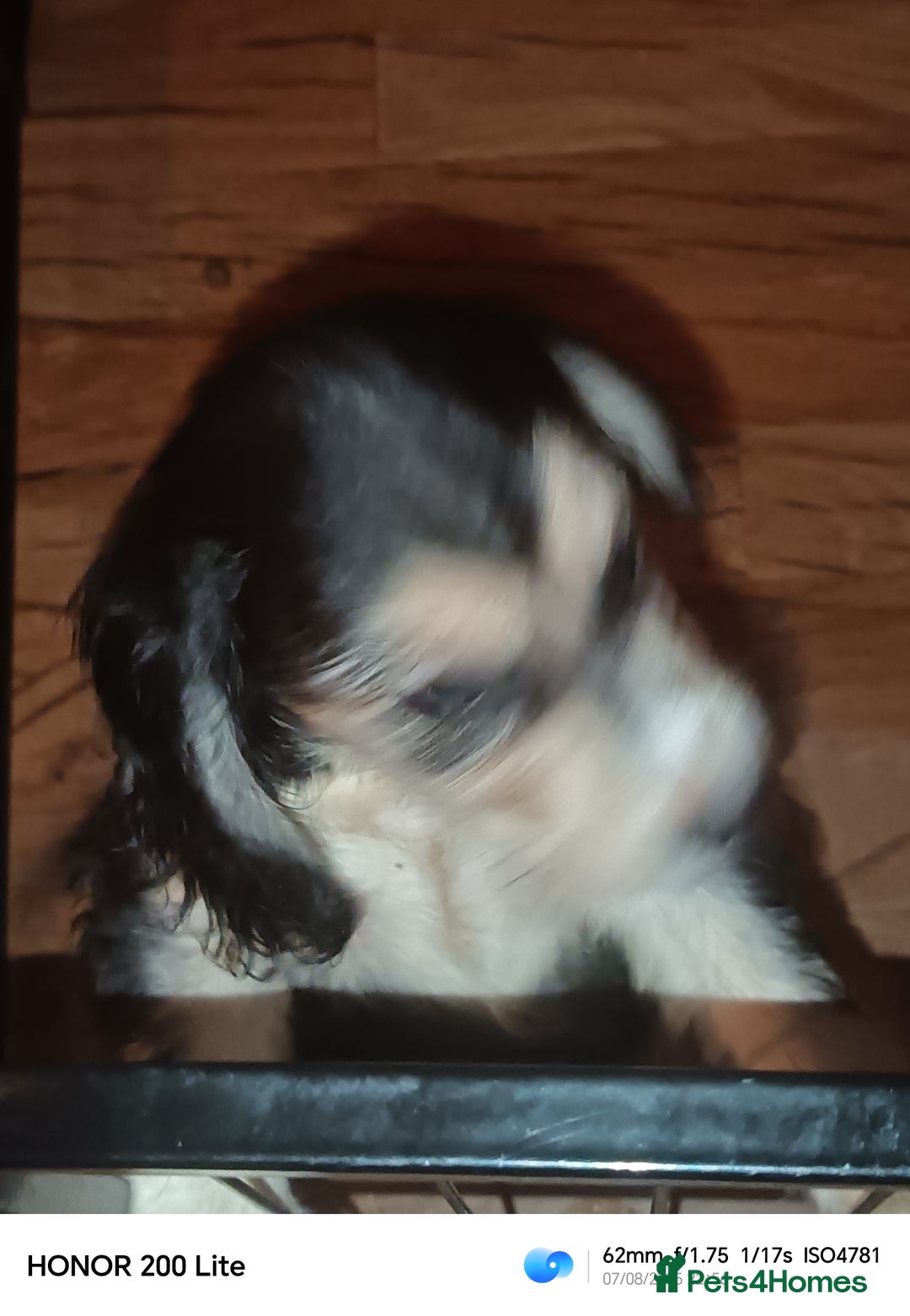 Cocker Spaniel dogs for sale: Cocker Spaniel puppies  - Image 9