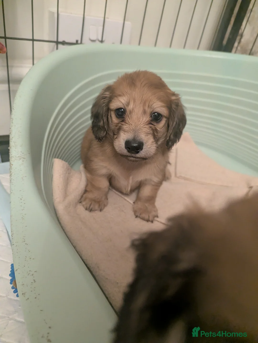 Miniature Dachshund dogs for sale: Last 2 available Long haired miniature dachshunds  - Advert 20