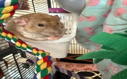 Rat rodents for sale: 3 male rats and massive amount of accessories  - Image 32