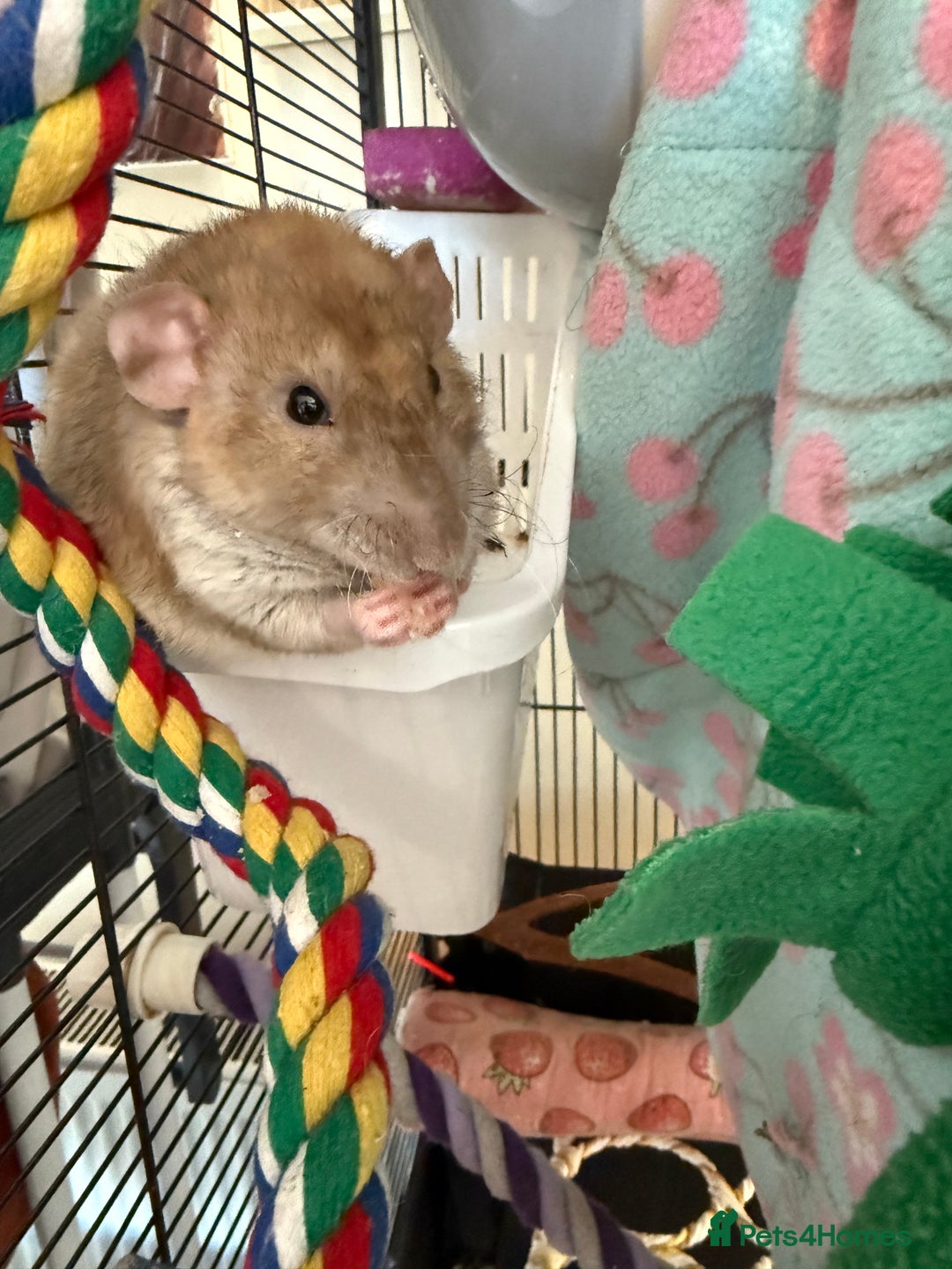 Rat rodents for sale: 3 male rats and massive amount of accessories  - Image 32