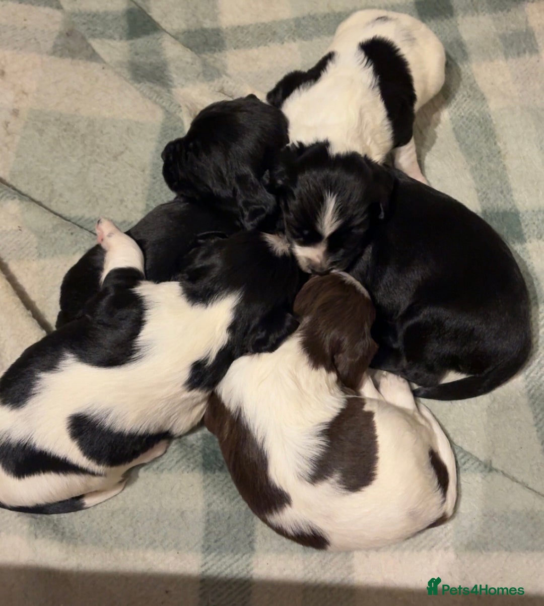 Mixed Breed dogs for sale: 5 BEAUTIFUL SPRINGER/SPROCKER PUPPIES FO SALE  - Advert 1