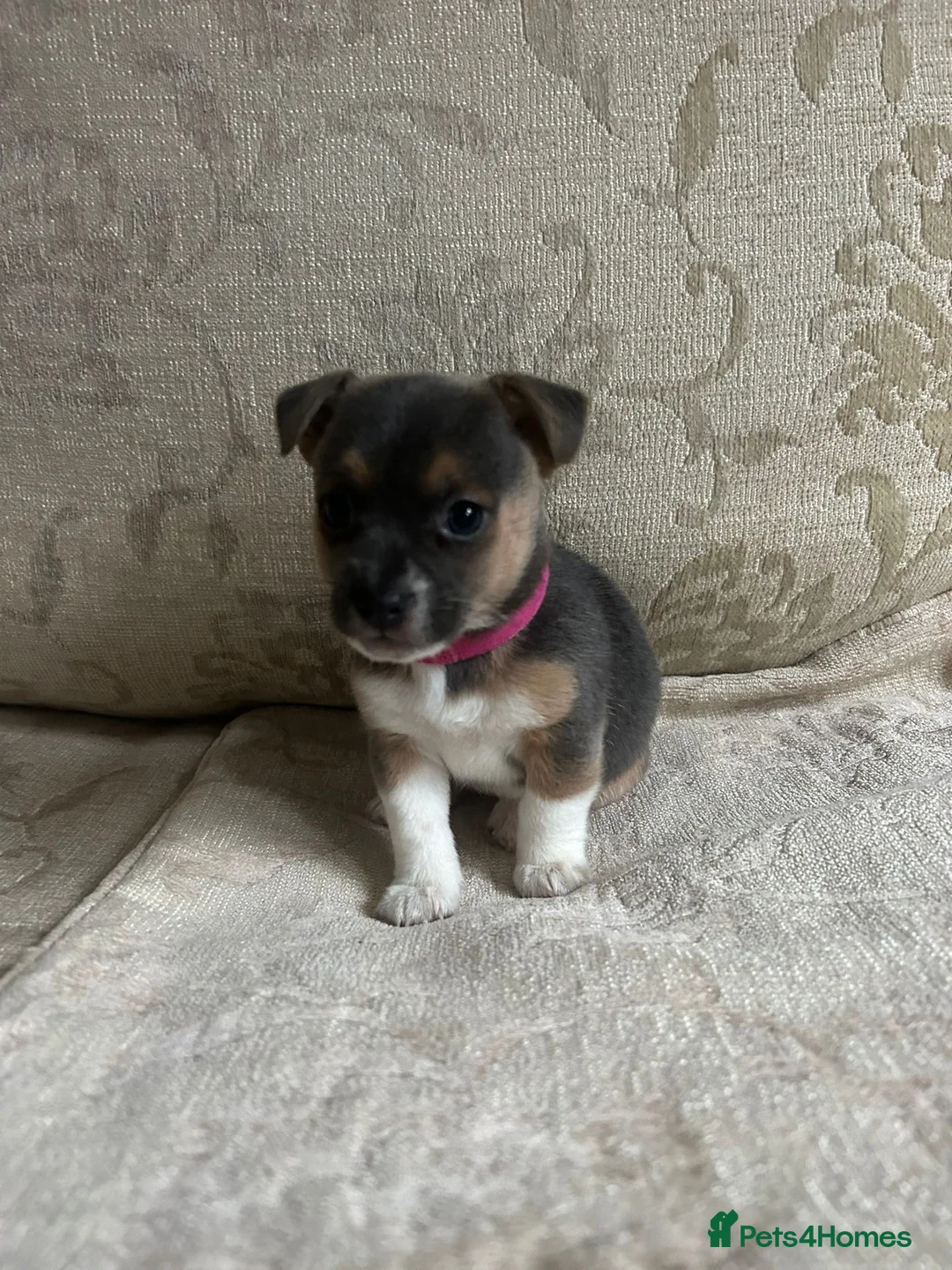 Jack Russell dogs for sale: Jack Russell  - Advert 8