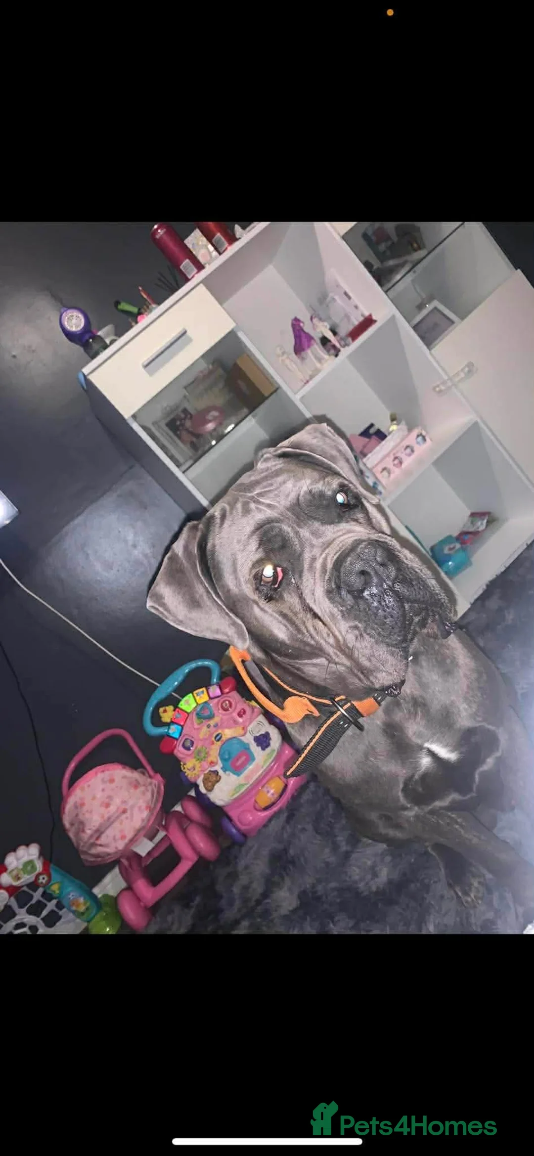 Cane Corso dogs for sale: Cane coseo male 2 and half years old  - Advert 9