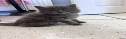 British Shorthair cats for sale: British short hair kittens - Advert 10
