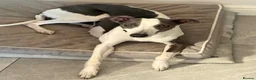 Whippet dogs for sale: Blue kc whippet puppies - Advert 2