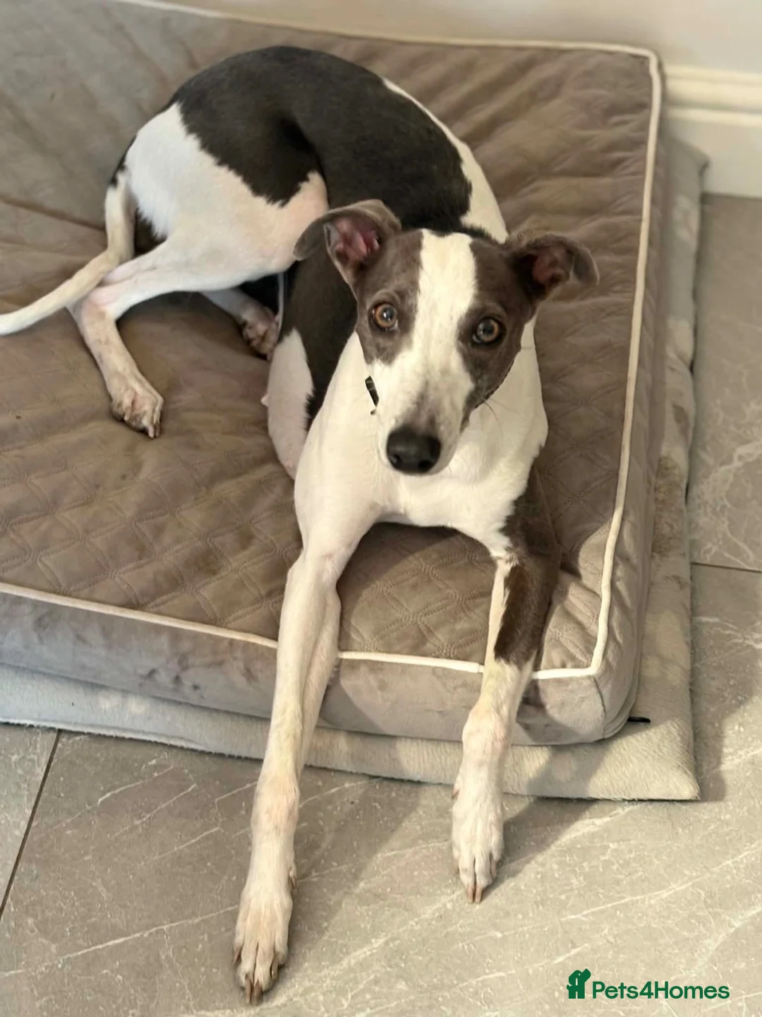 Whippet dogs for sale: Blue kc whippet puppies - Advert 2