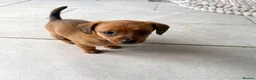 Mixed Breed dogs for sale: Pomeranian cross miniature dachshund.  - Advert 5