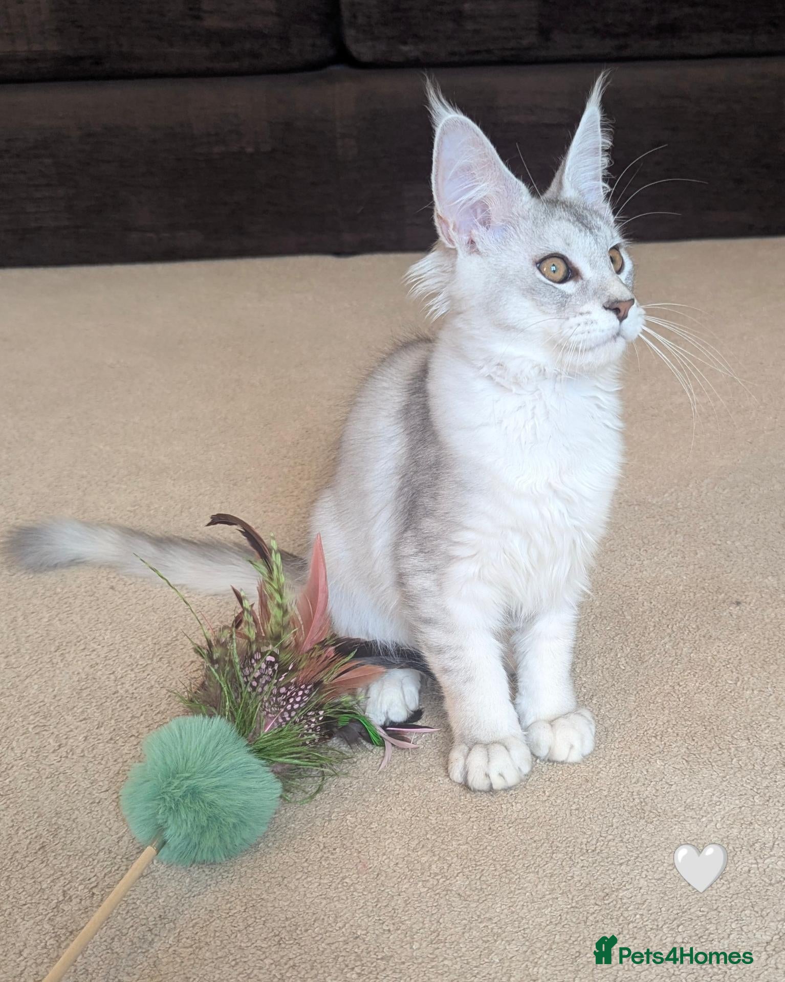 Maine Coon cats Ticked & Shaded Registered Kittens  - Advert 2
