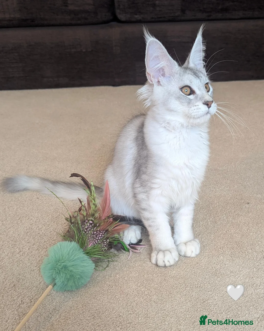 Maine Coon cats for sale: Ticked & Shaded Registered Kittens  - Advert 2