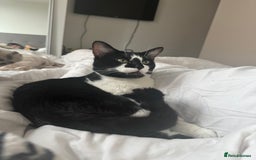 American Shorthair cats for sale: Urgent - Image 3