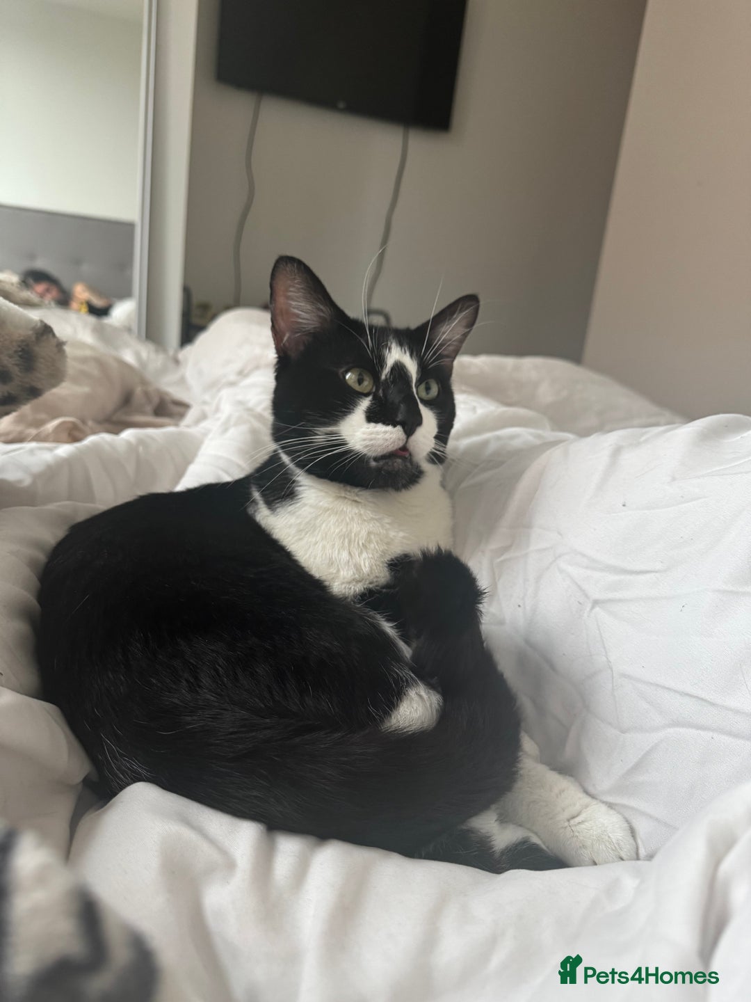 American Shorthair cats for sale: Urgent - Image 3