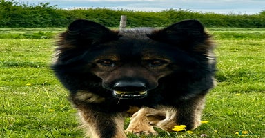 German Shepherd dogs in Sturminster Newton - Advert 3
