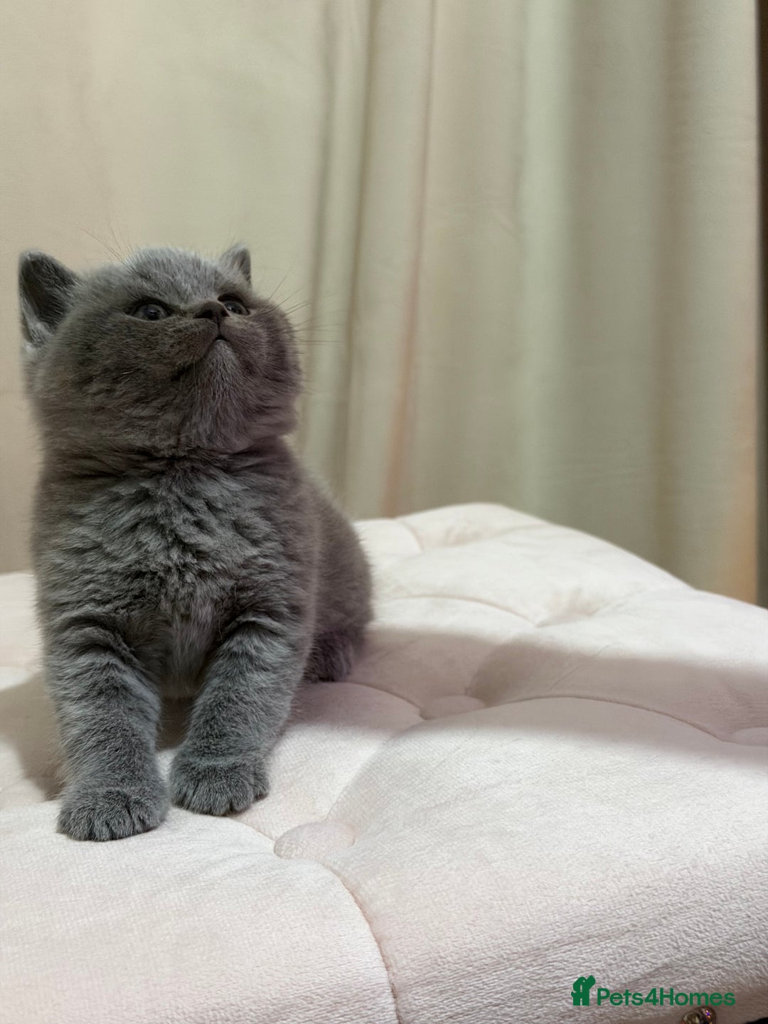 Scottish Fold cats for sale: Scottish Fold/ Straight kitties  - Advert 21