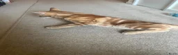 Mixed Breed cats for sale: Ginger Tabby Kitten – 5 Months Old in London - Advert 4