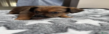 Chorkie 2