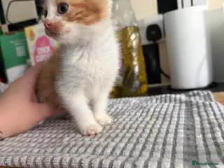 Mixed Breed cats Kittens ready for their forever homes - Advert 1