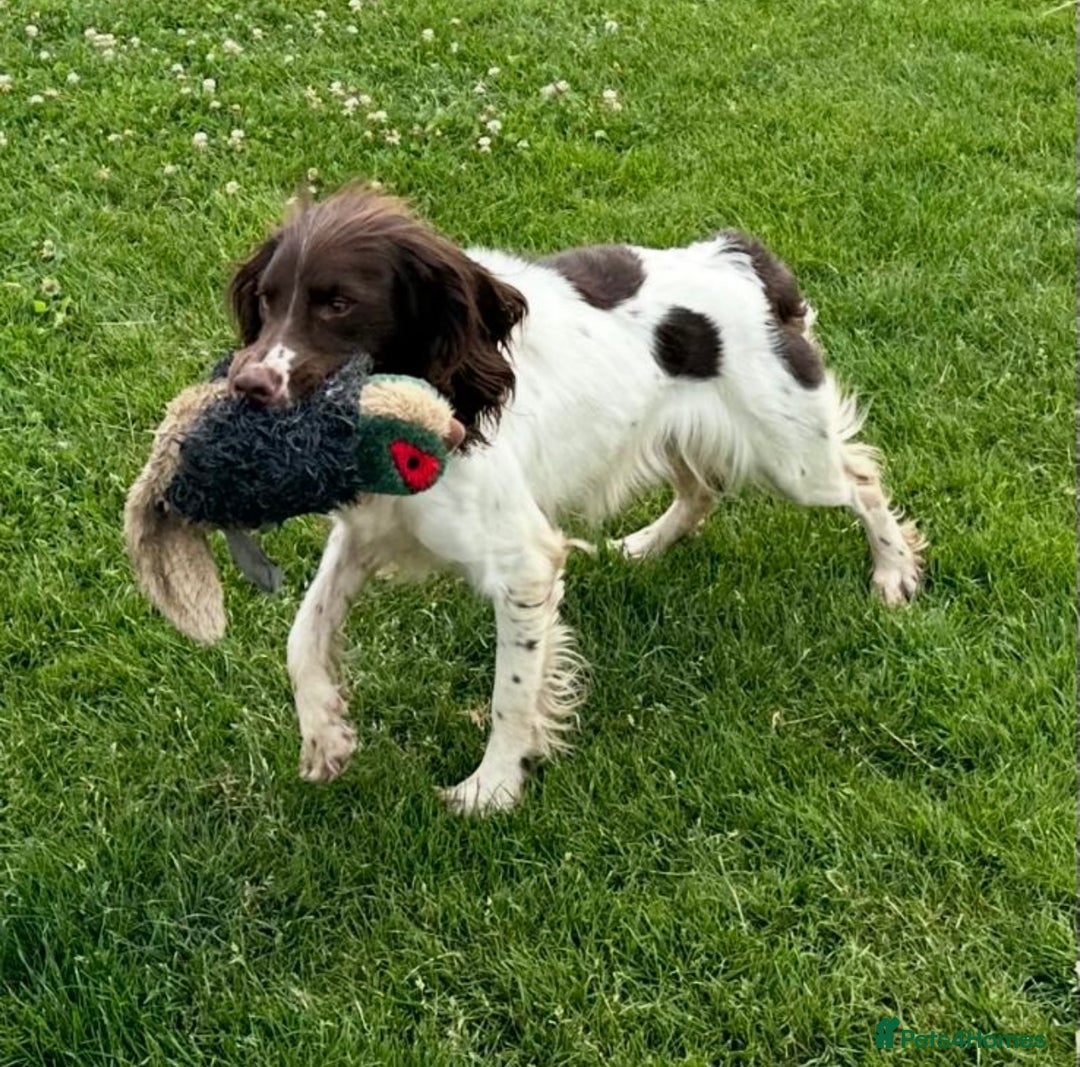Sprocker dogs for sale: Sprocker spaniel  - Advert 4