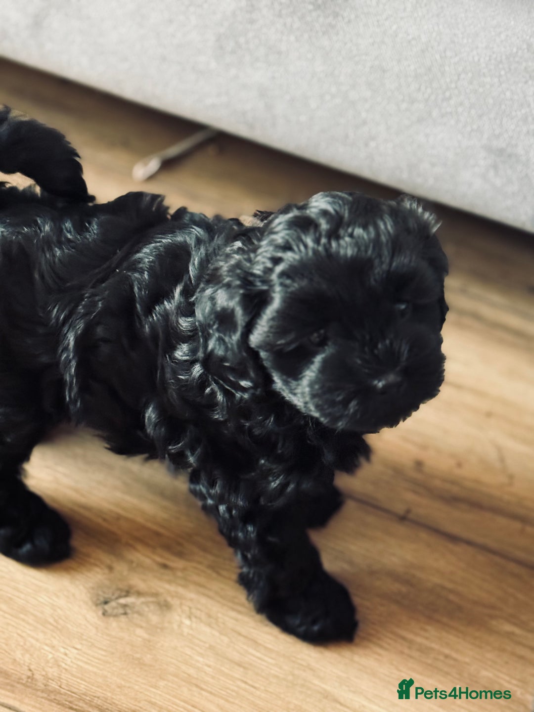 Shihpoo dogs for sale: Outstanding Shihpoo puppies - Image 10
