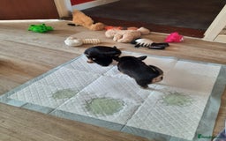 Chihuahua dogs for sale: Lovely chihuahua puppies! - Image 21