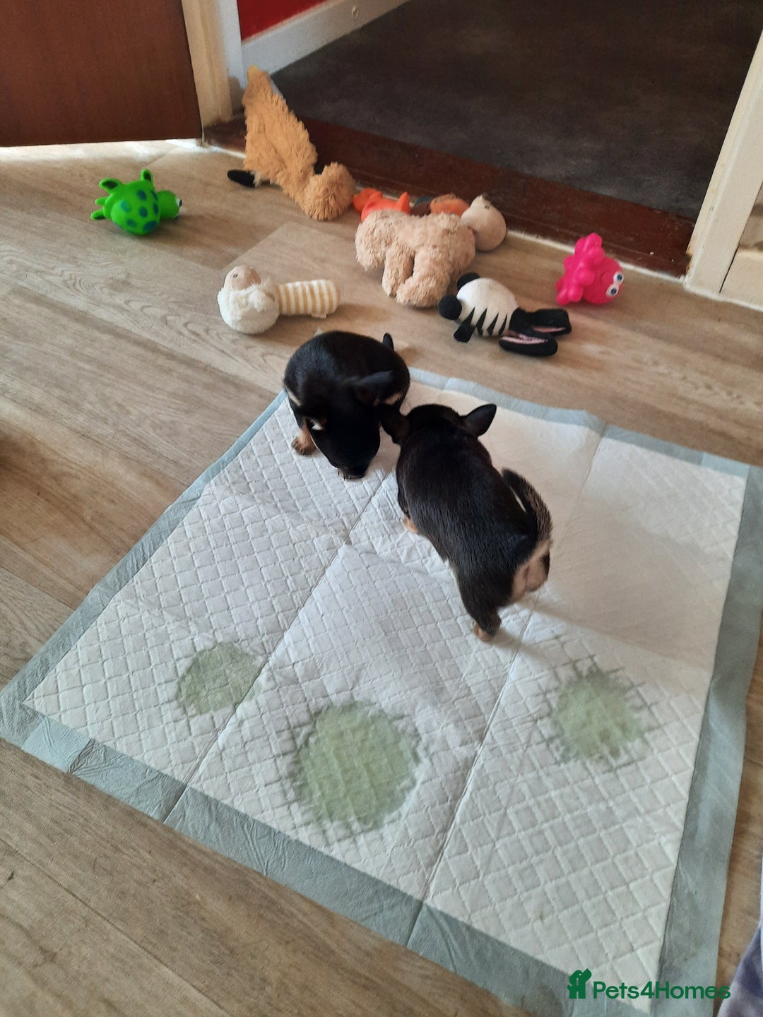 Chihuahua dogs for sale: Lovely chihuahua puppies! - Image 21