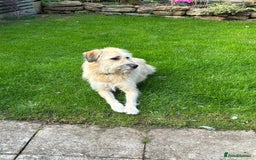 Mixed Breed dogs for adoption: 💙🐶 COOPER 🐶💙 - Image 21