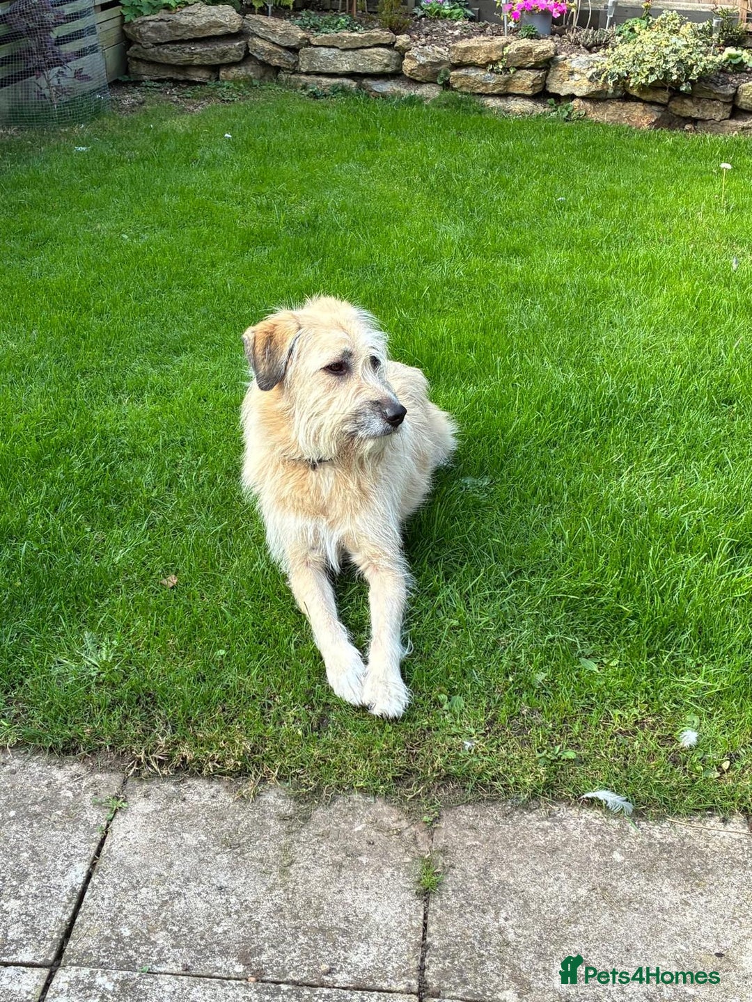 Mixed Breed dogs for adoption: 💙🐶 COOPER 🐶💙 - Image 21