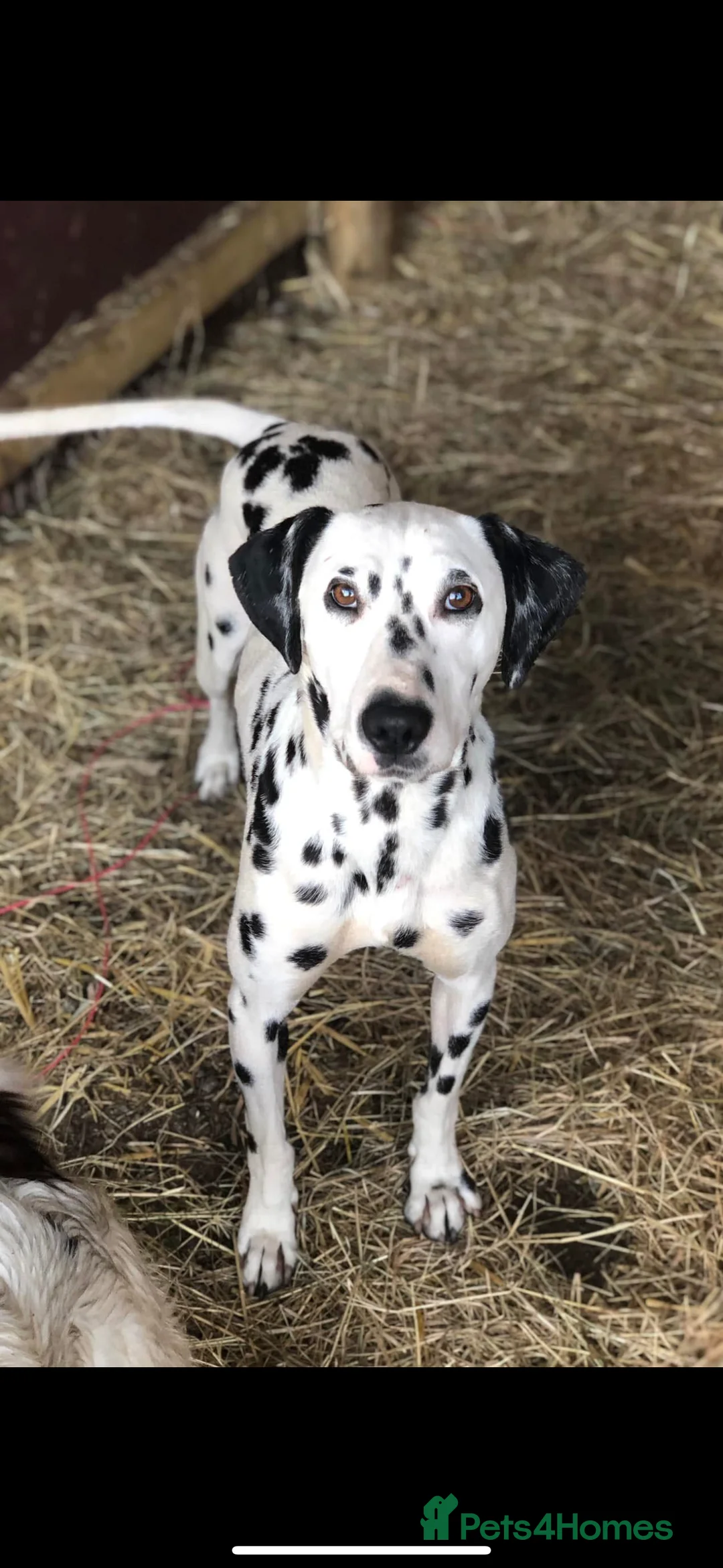 Dalmatian dogs for sale: Dalmatians BOY Left  - Advert 10