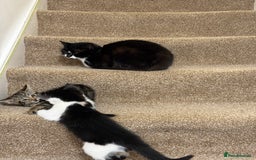 British Shorthair cats for sale: • Adorable Kittens Ready to Melt Your Heart - Advert 2