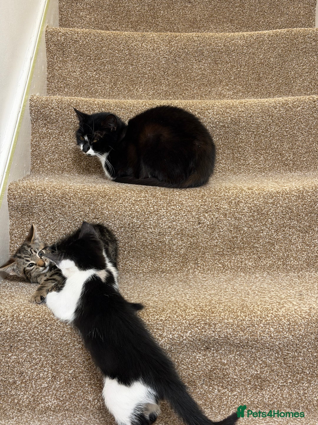 British Shorthair cats for sale: • Adorable Kittens Ready to Melt Your Heart - Advert 2