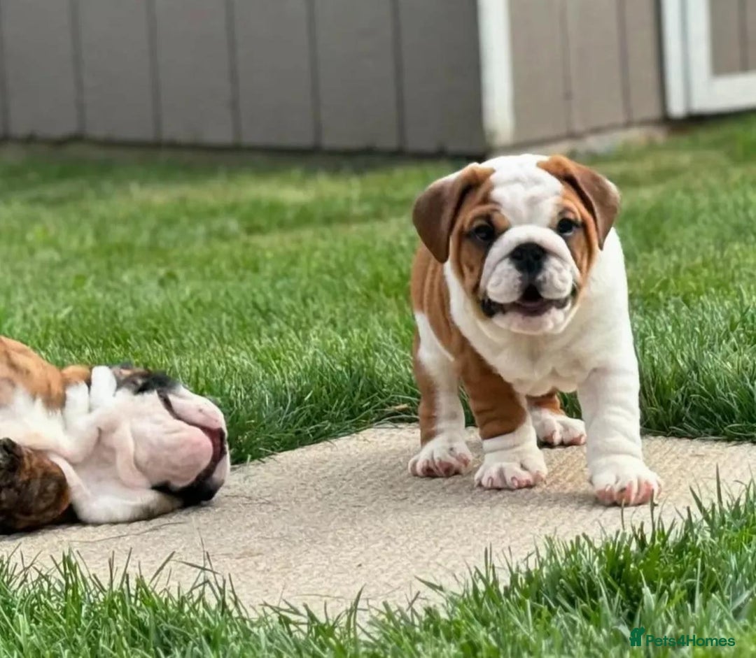 English Bulldog dogs for sale: Purebred English Bulldog puppies (3 girls-2 boys) - Advert 4