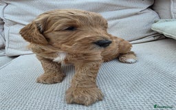 Goldendoodle dogs for sale: Beautiful F1B Goldendoodle Puppies DNA tested - Image 11