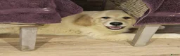 Golden Retriever dogs for sale: Stunning Girl - Advert 5