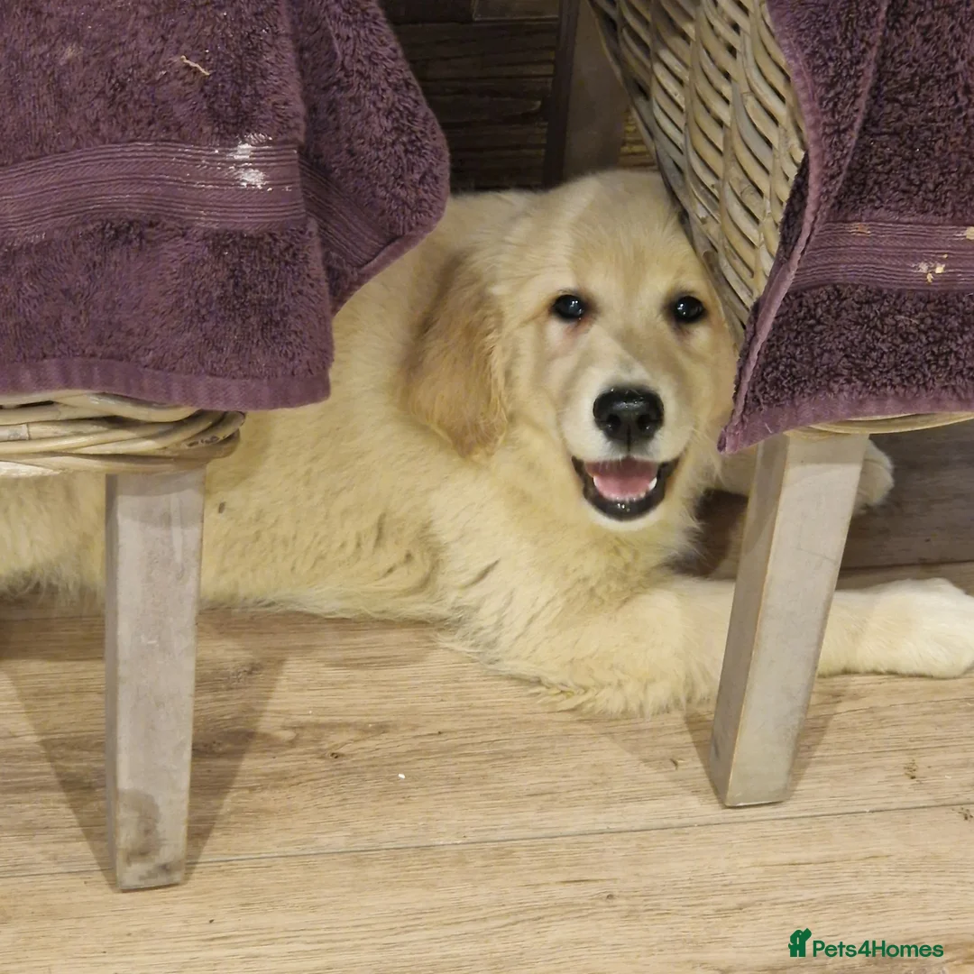 Golden Retriever dogs for sale: Stunning Girl - Advert 5