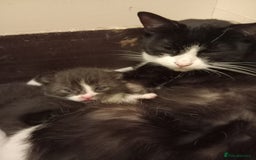 Domestic Shorthair cats for sale: Antony woods  - Image 1