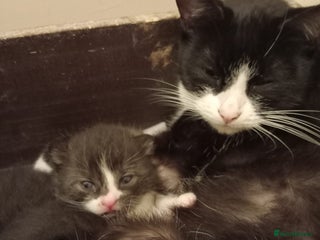 Domestic Shorthair cats - Advert 1