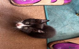 British Shorthair cats for sale: 2 males, 2 females  - Image 4