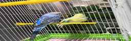 Budgerigars birds for sale: Few pair of budgies with cage  - Advert 12