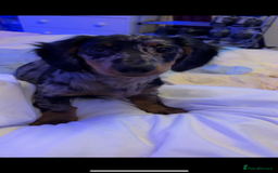 Miniature Dachshund dogs for sale: Beautiful silver dapple long haired girl - Image 3