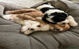 Cavapoo dogs for sale: Perfect family Cavapoos. Home raised, ready 28 Oct - Image 6