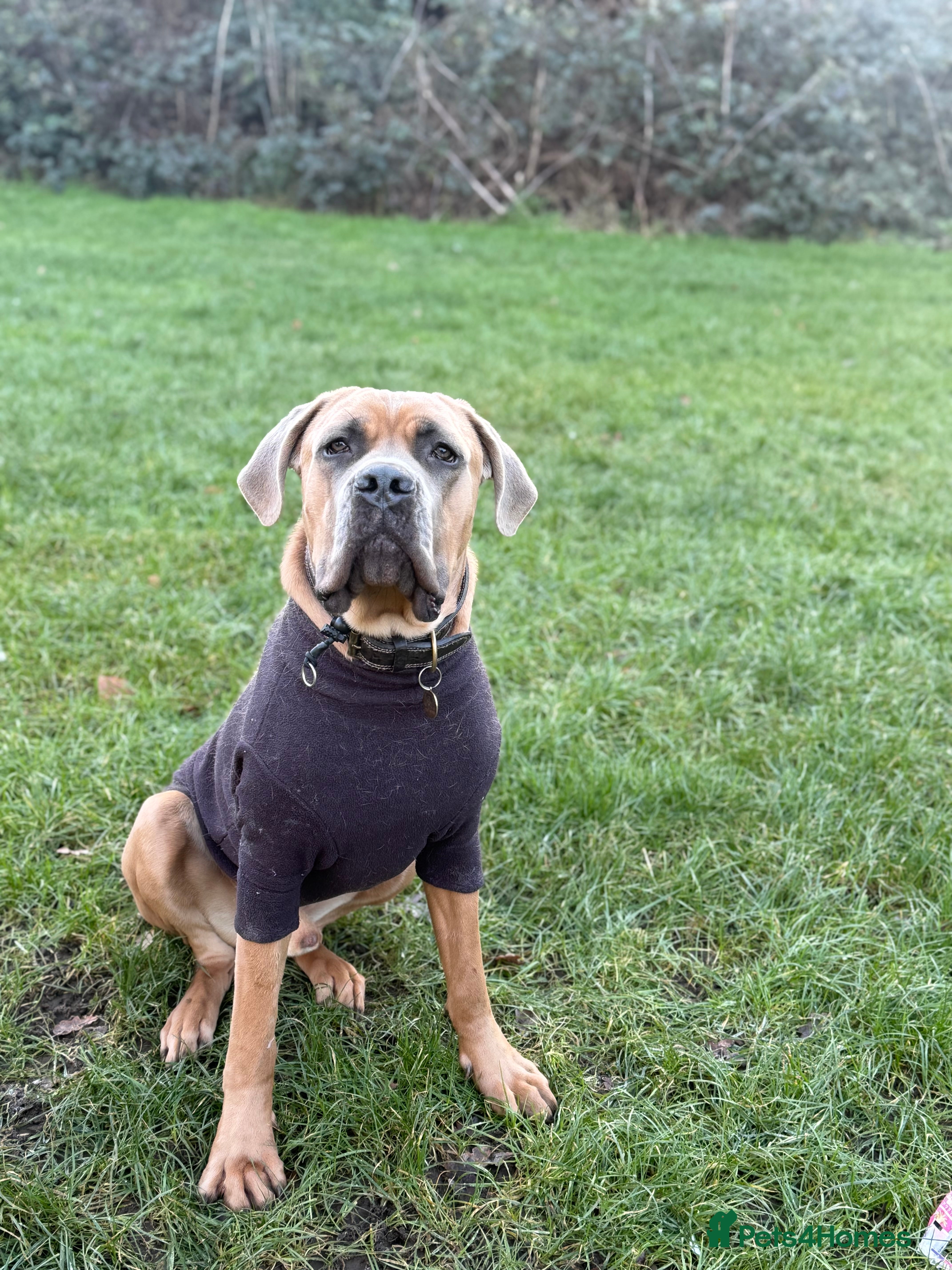 Cane Corso dogs 1 year old Cane Corso male - Advert 3