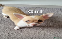 Chihuahua dogs for sale: Boy & girl chihuahua puppies  - Image 8