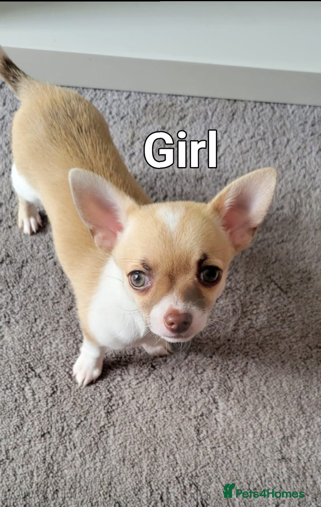 Chihuahua dogs for sale: Boy & girl chihuahua puppies  - Image 8