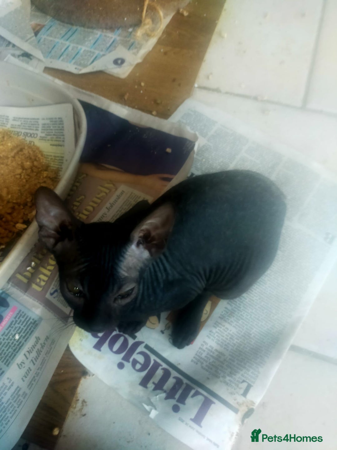 Sphynx cats for sale: FEMALE SPHYNX KITTENS  - Advert 3