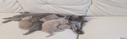 British Shorthair cats for sale: British Shorthair Kittens Blue and Lilac. - Advert 16