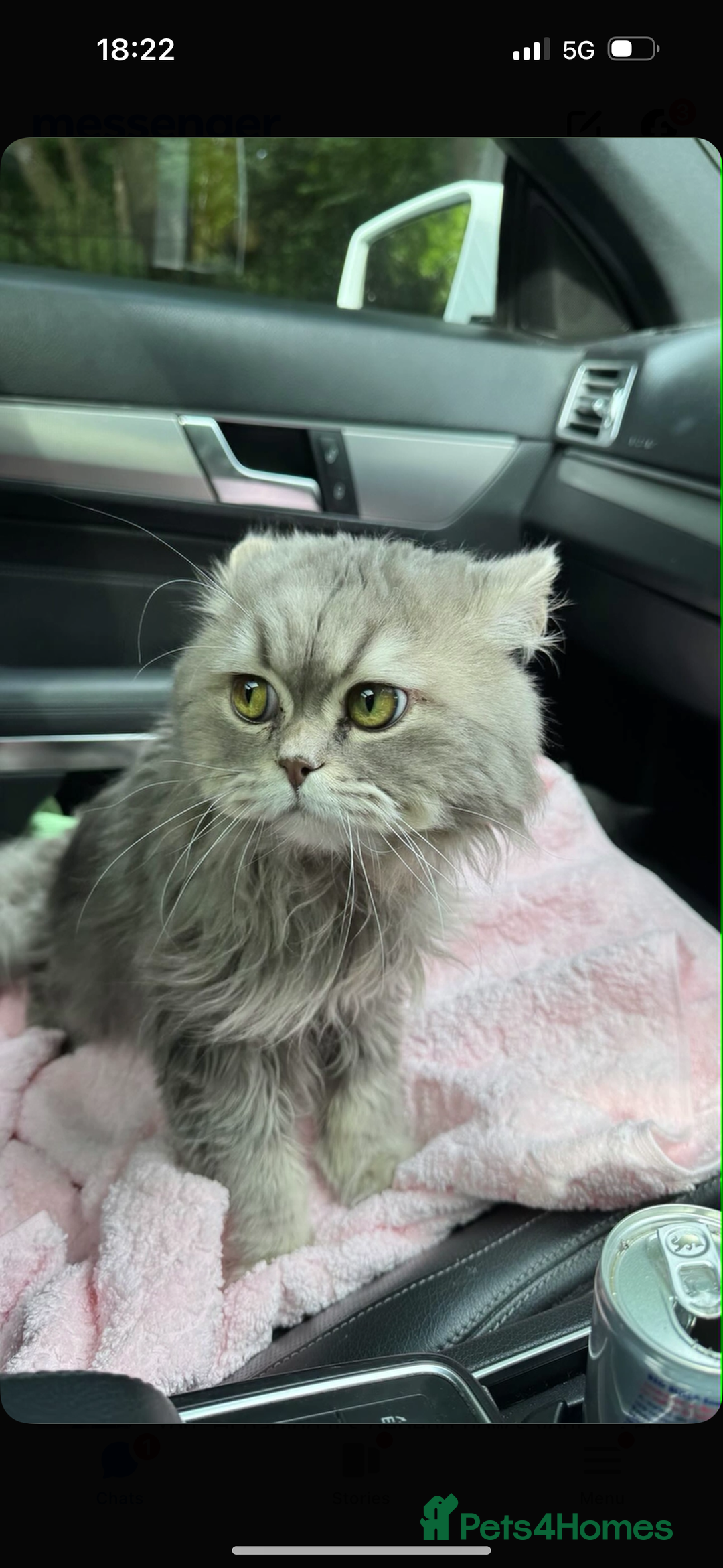 British Shorthair cats for sale: British shorthair  - Advert 2