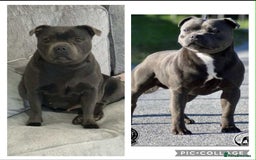 Staffordshire Bull Terrier dogs for sale: Piro daughter & Pharon (Bullscaff) pups for sale - Image 1
