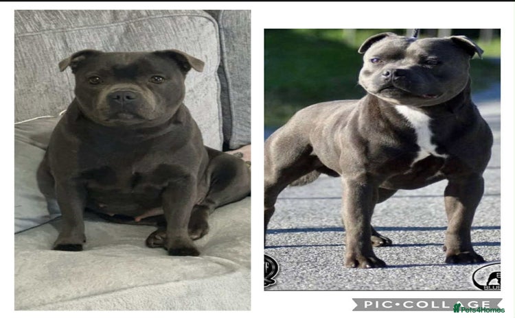 Staffordshire Bull Terrier dogs - Advert 5