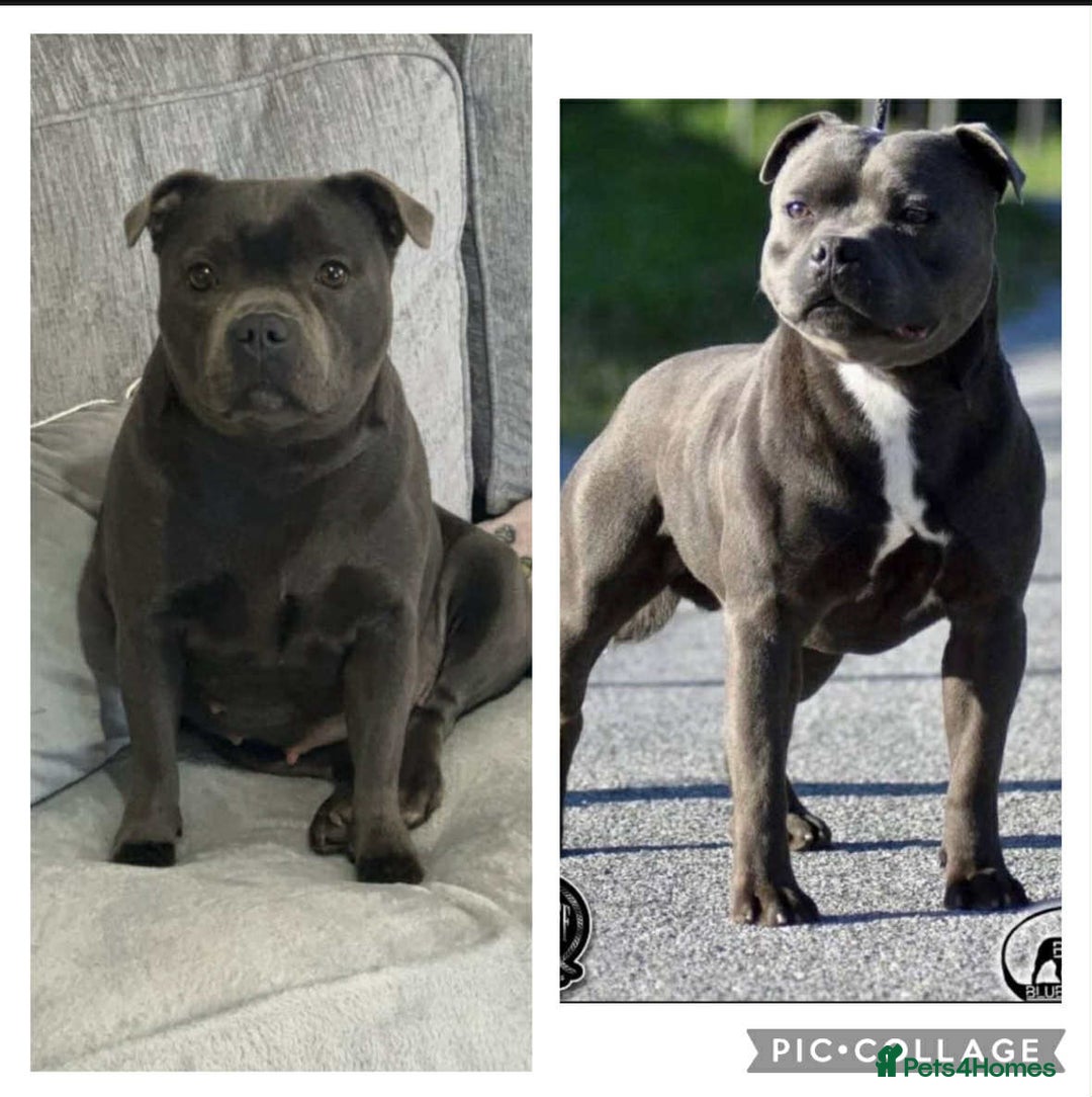 Staffordshire Bull Terrier dogs for sale: Piro daughter & Pharon (Bullscaff) pups for sale - Image 1