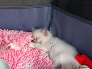 Ragdoll cats Reduced.Adorable, fluffy, blue eyed Ragdoll kitten - Advert 3