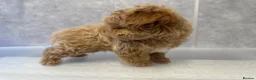 Maltipoo dogs for sale: Unique Asian Maltipoo puppies.DNA tested parents. - Advert 8